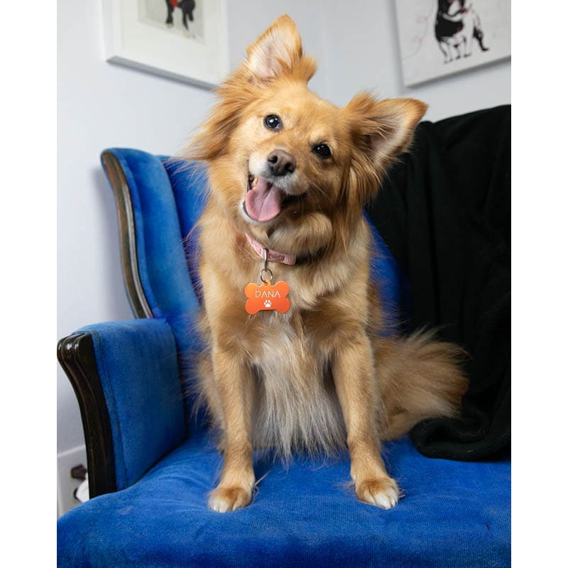 Pet Tags 9