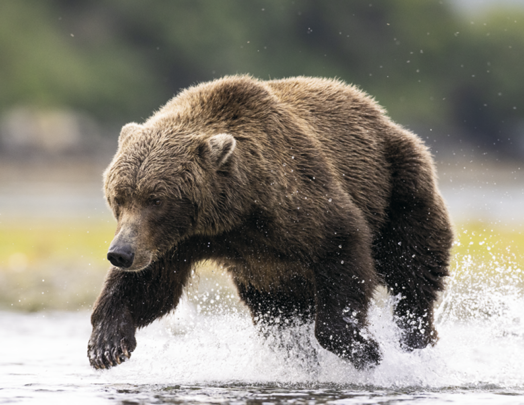 Triumph® Calendars Sportsman Calendar 45