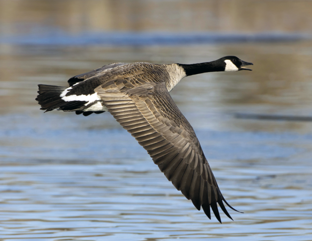 Good Value™ Wildlife Portraits - Spiral Calendar 57