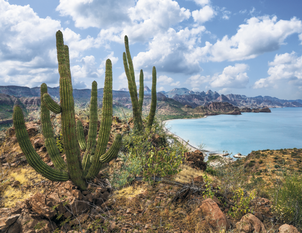 Good Value™ Mexico - Spiral Calendar 58