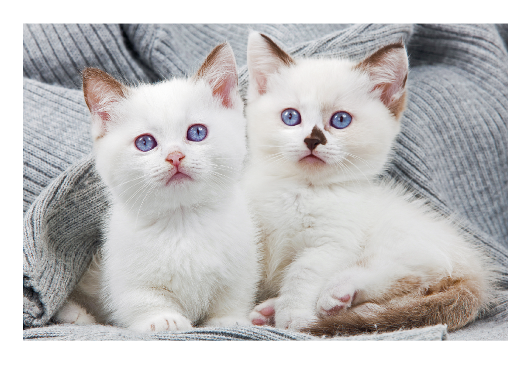 Triumph® Calendars Puppies & Kittens Pocket Calendar 60