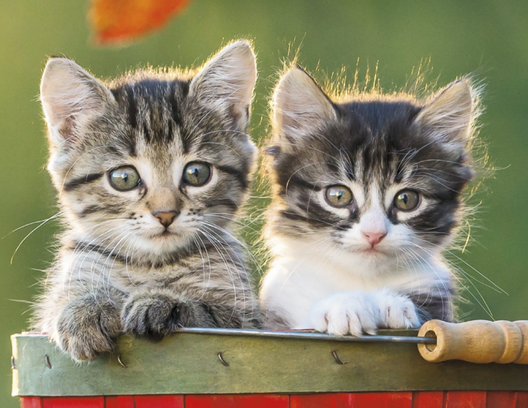 Good Value™ Puppies & Kittens - Spiral Calendar 25