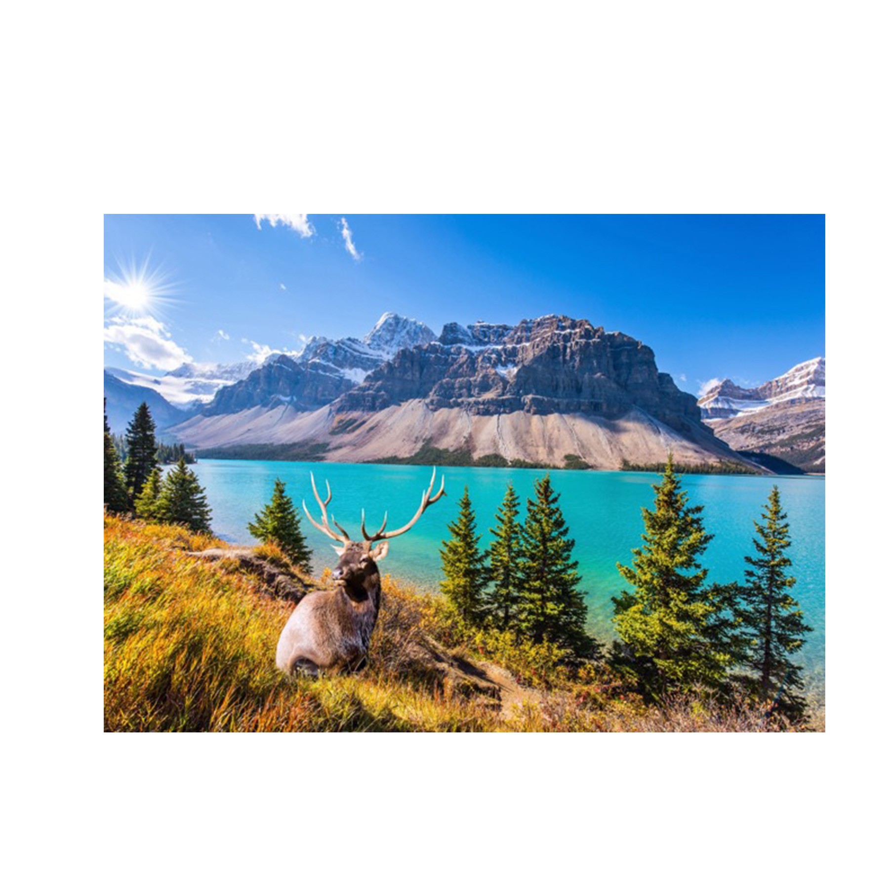 1000 Piece Jigsaw Puzzles Toy 2