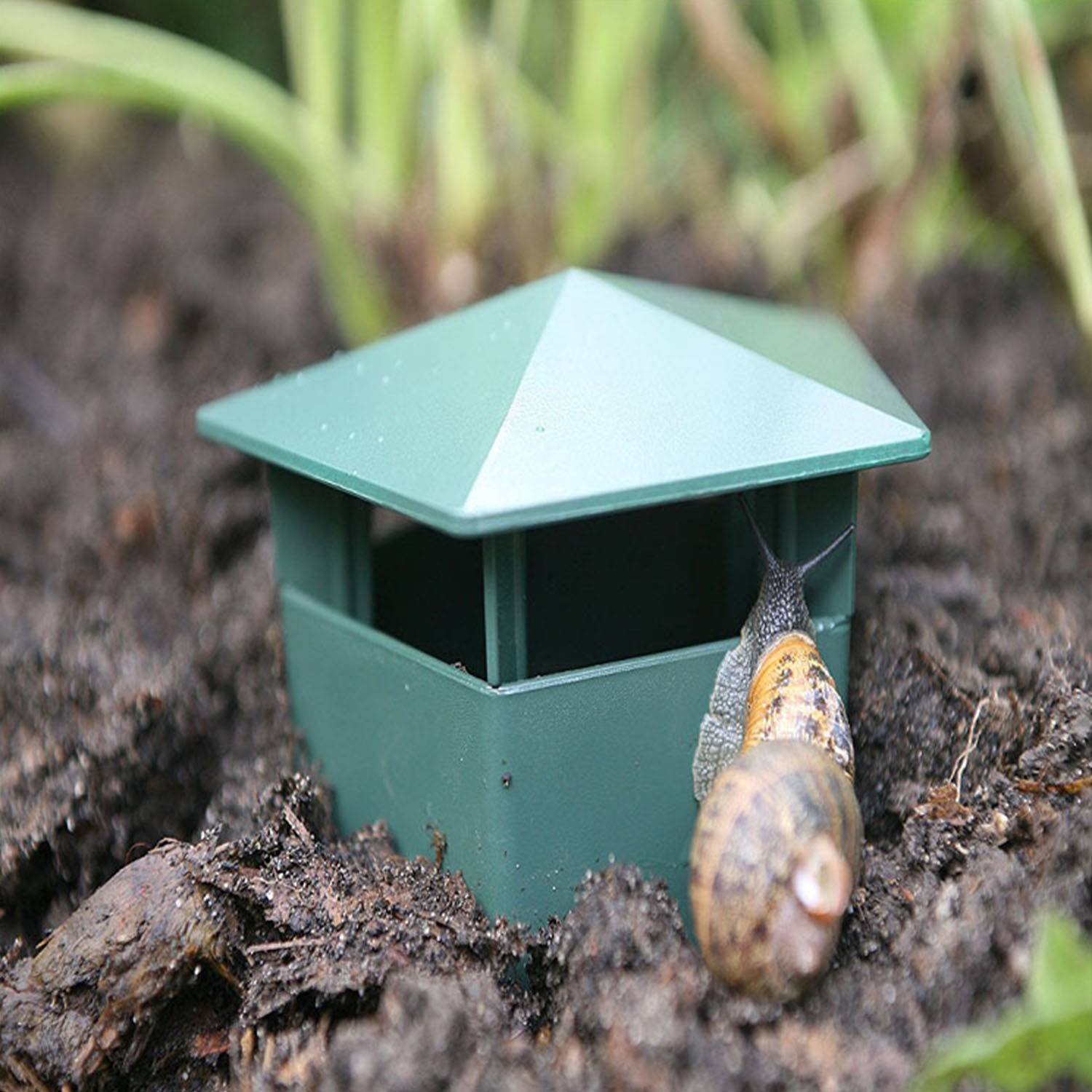Plastic Snail Cage Insect Garden Reptile Trap 6