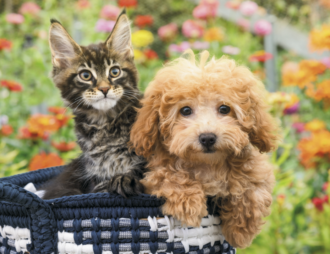 HotLine® Products Four Paws Appointment Calendar - Stapled 49