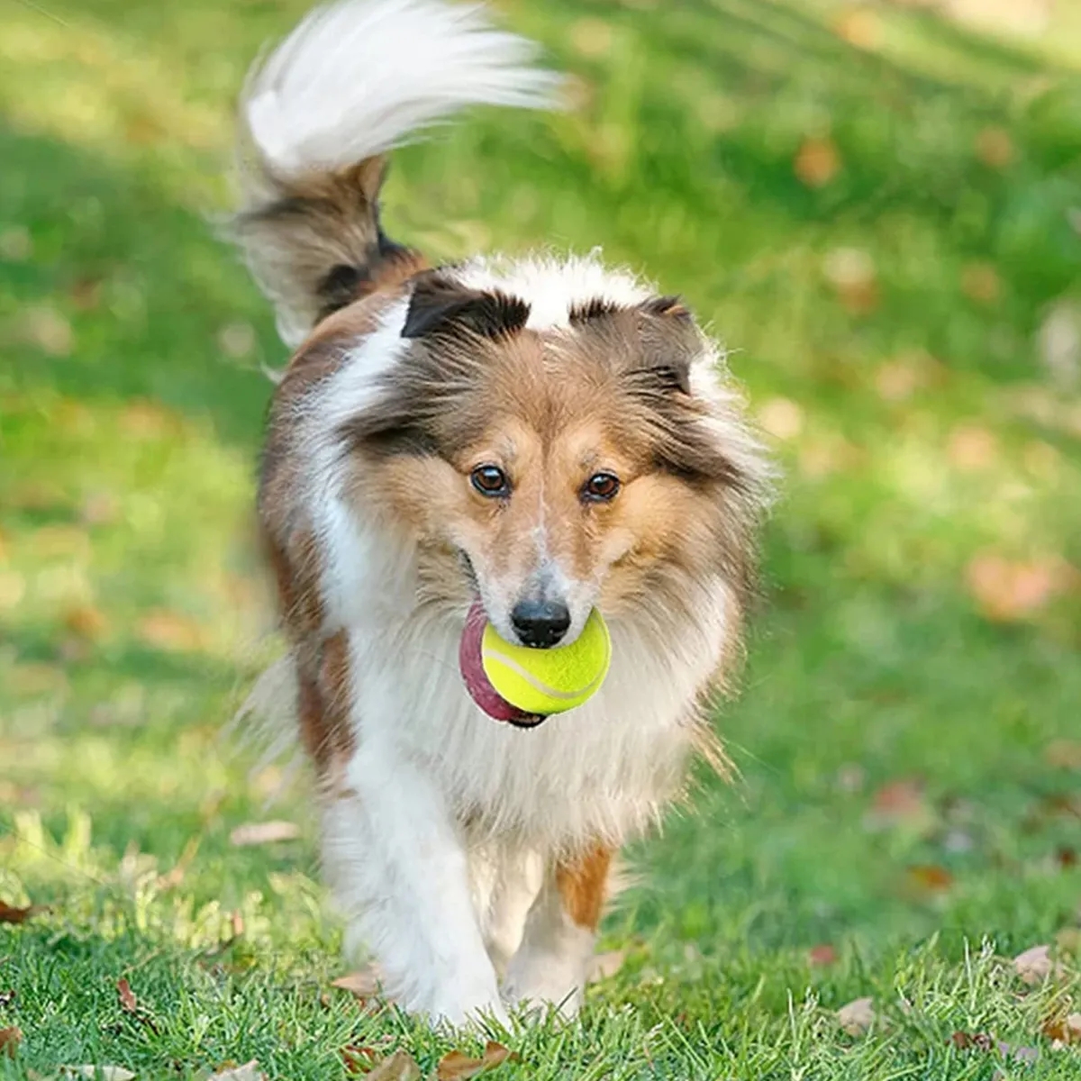 Training Tennis Ball 2