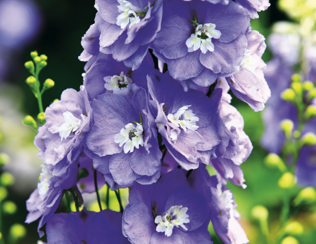 Good Value™ Flowers - Spiral Calendar 63
