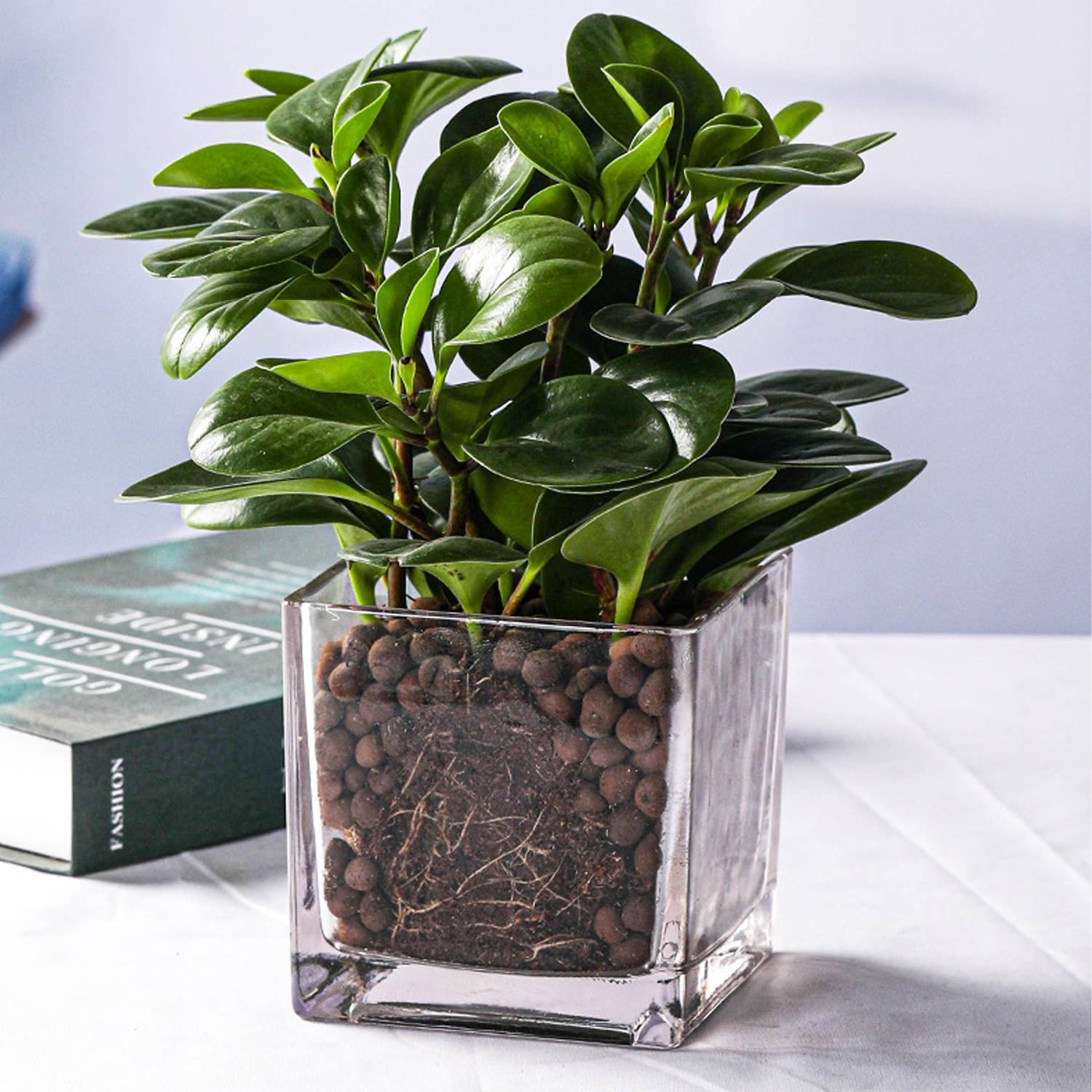 22oz Thick Square Glass Vase 5