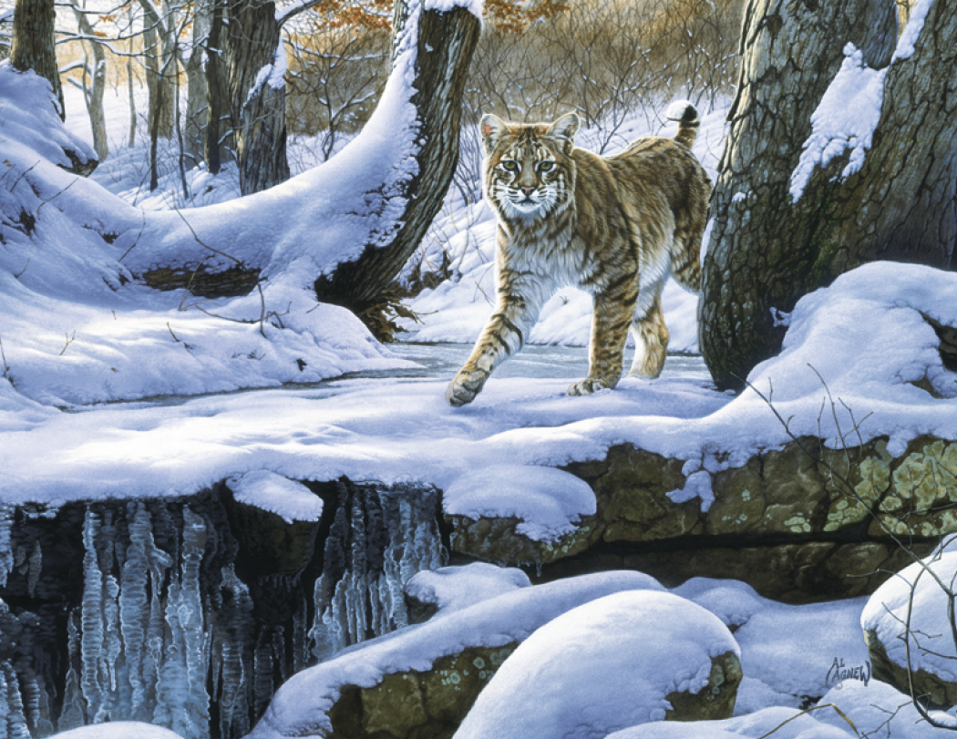 Good Value™ Wildlife Canvas - Stapled Calendar 41