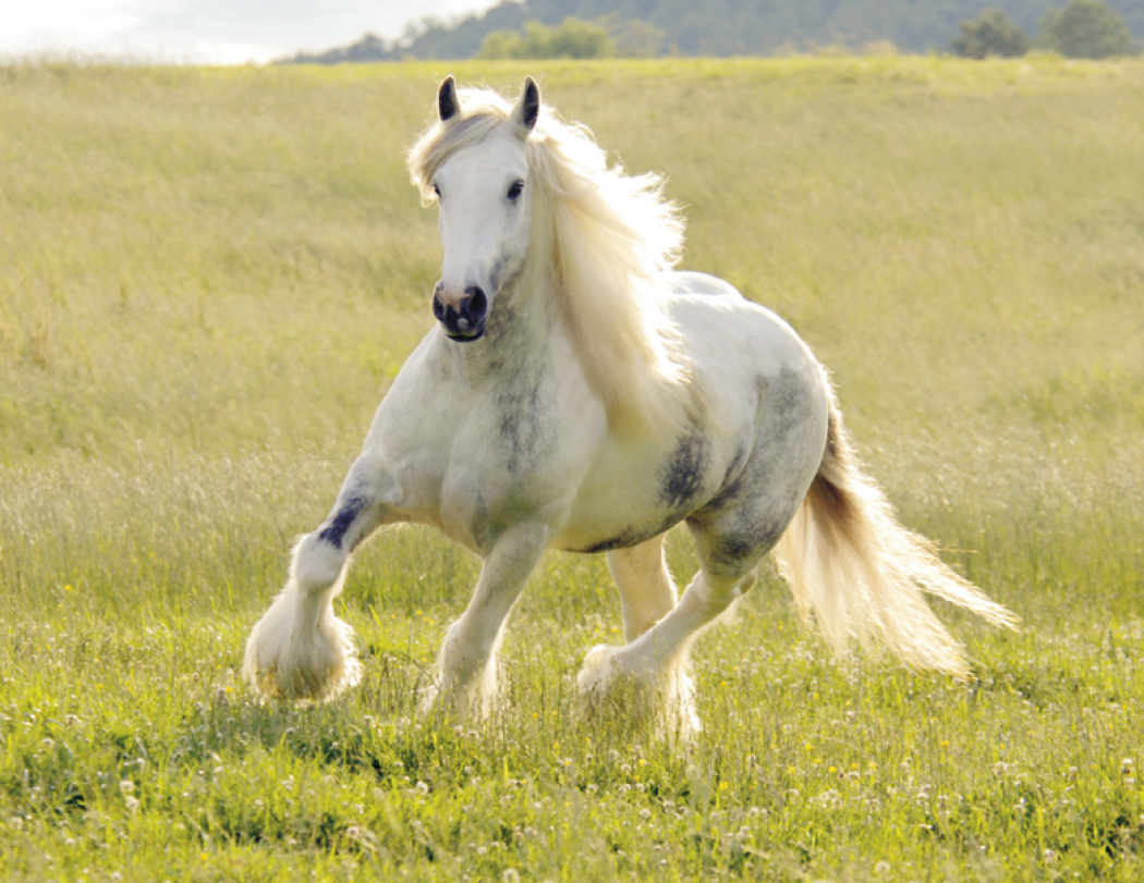 Triumph® Calendars Horses Calendar 44
