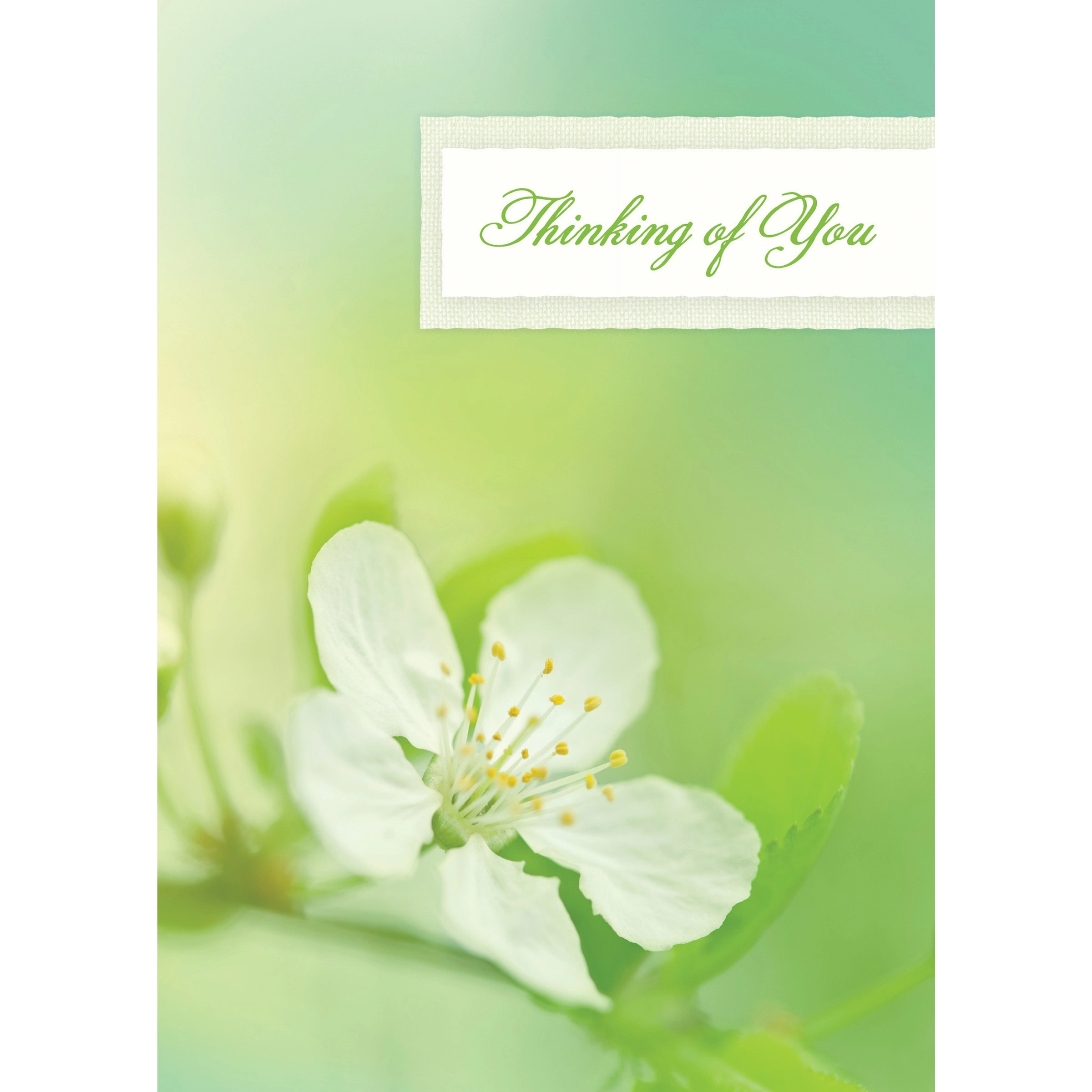 Apple Blossom Sympathy Cards 3
