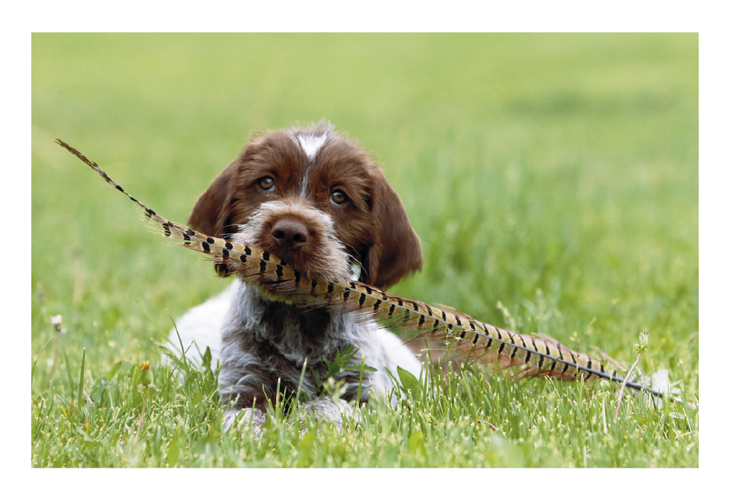 Triumph® Calendars Puppies & Kittens Pocket Calendar 33
