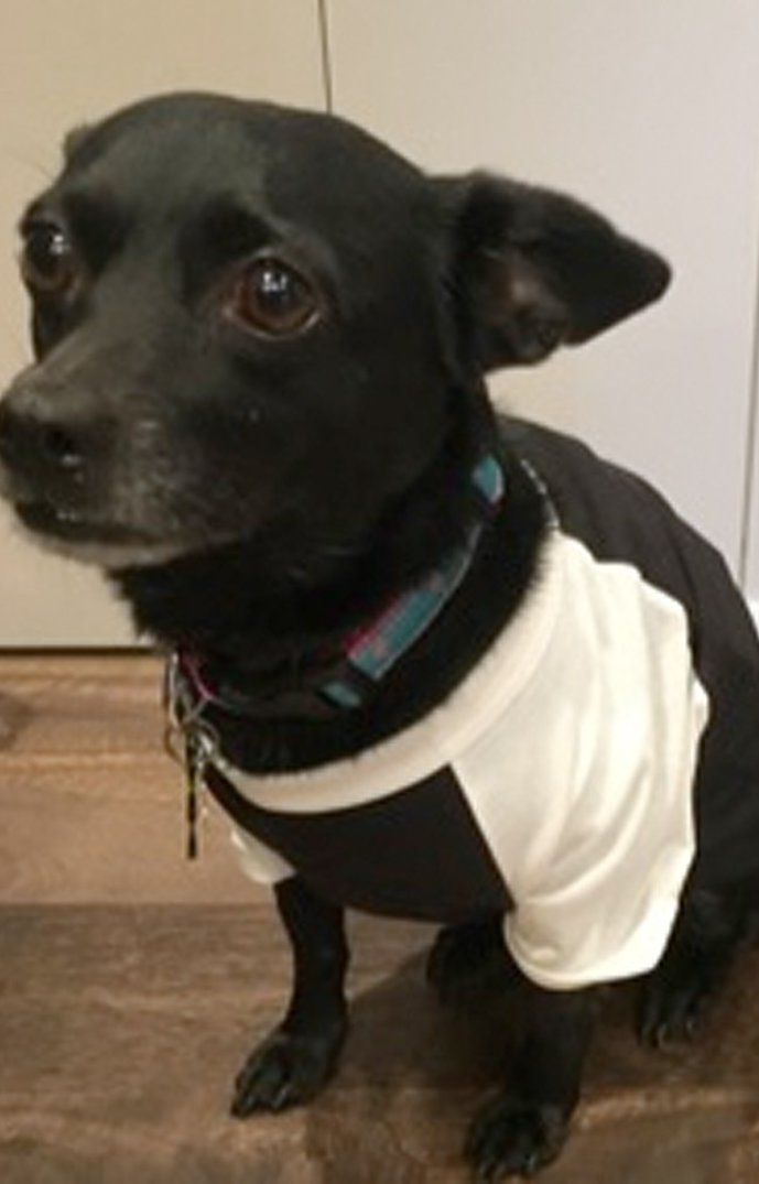 50/50 Blend Doggie Baseball Tee 4