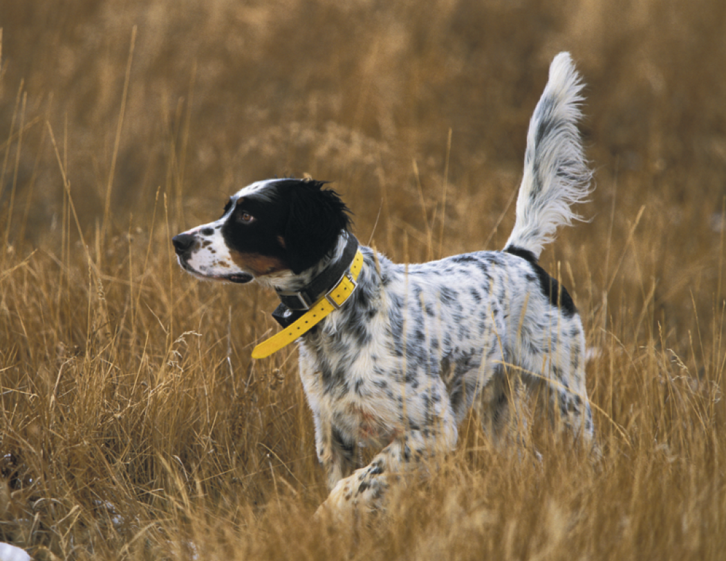 Good Value™ Sporting Dogs - Stapled Calendar 48