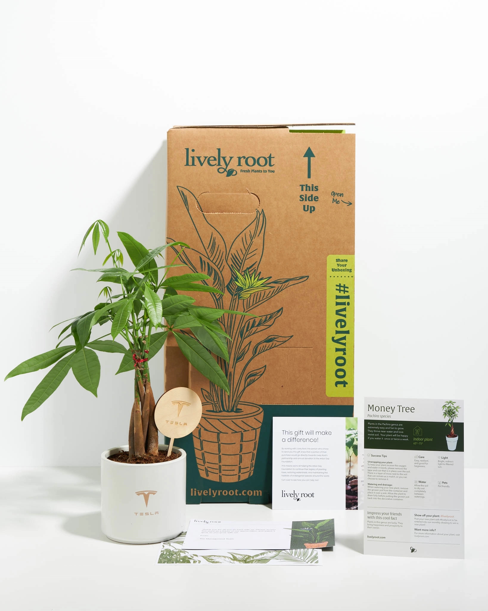 Money Tree Plant Kit