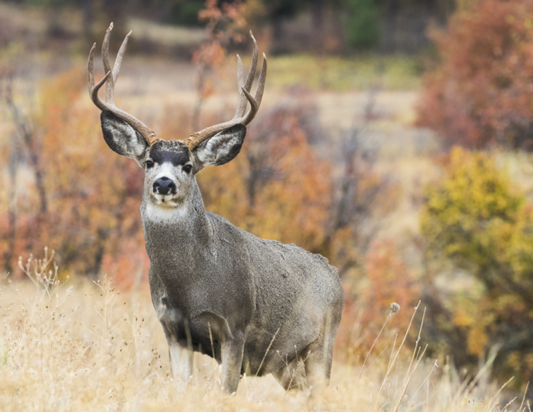 Good Value™ Wildlife Portraits - Spiral Calendar 12