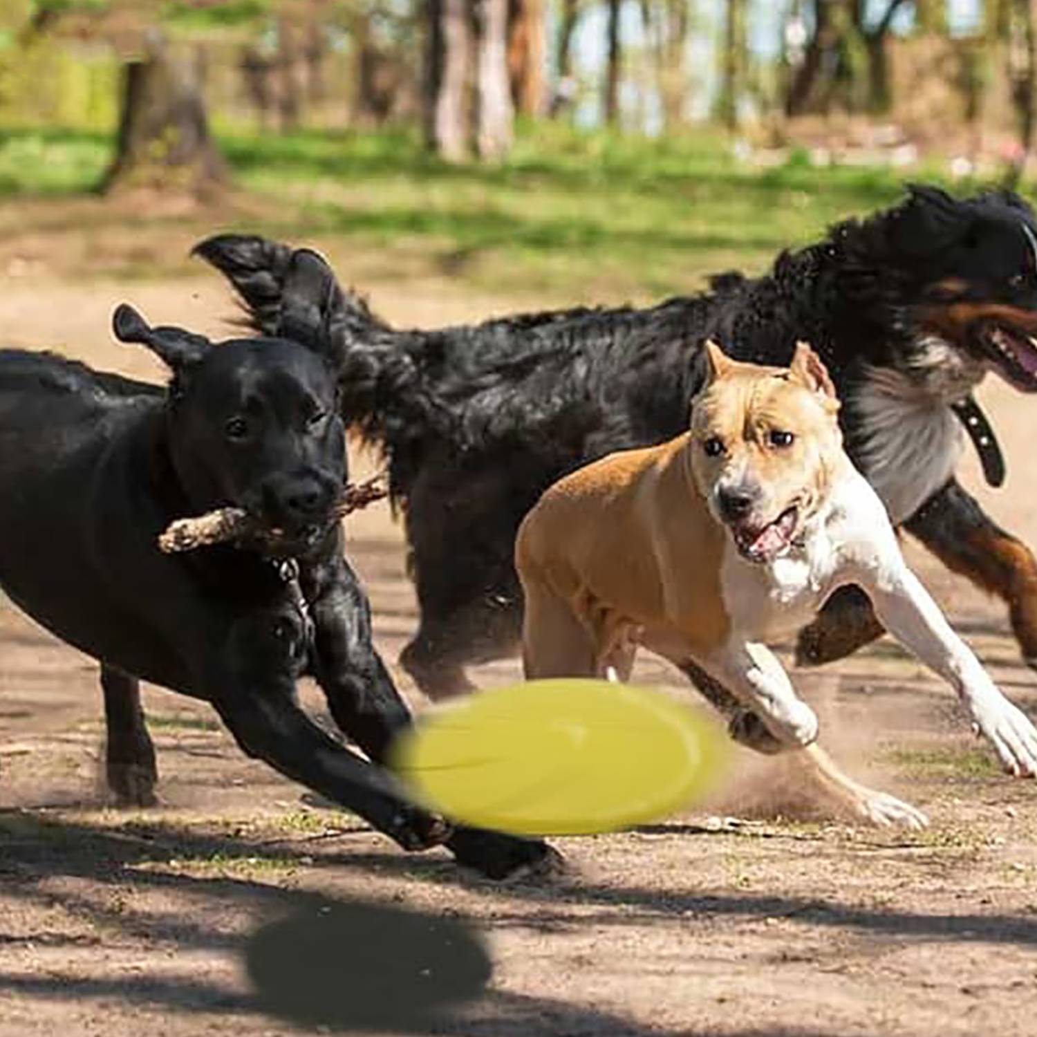 Chew-Resistant Floating Rubber Dog Frisbee Toy 9