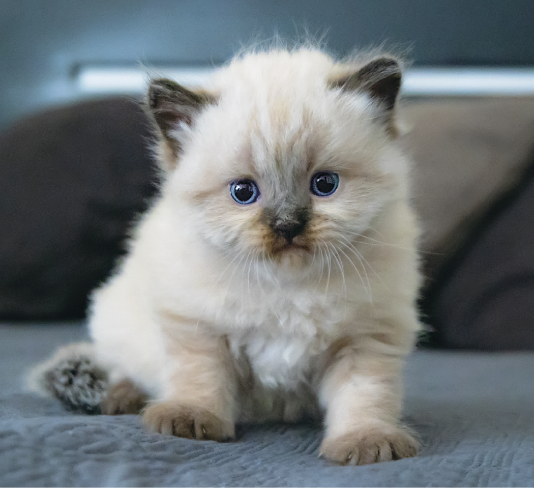Good Value™ Puppies & Kittens - Mini Calendar 11