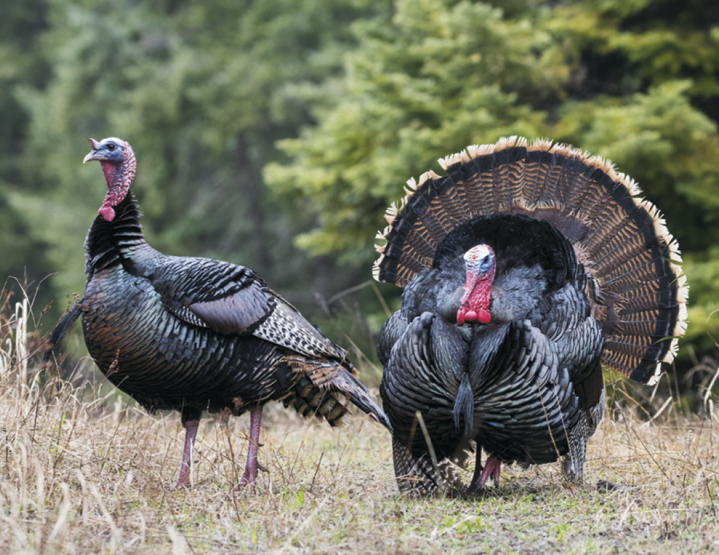 Good Value™ Wildlife Portraits - Window Calendar 53