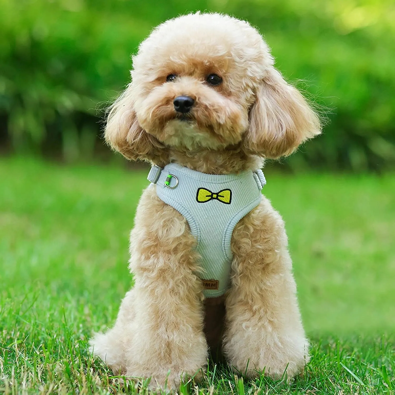 Dog Harness and Leash Set 3