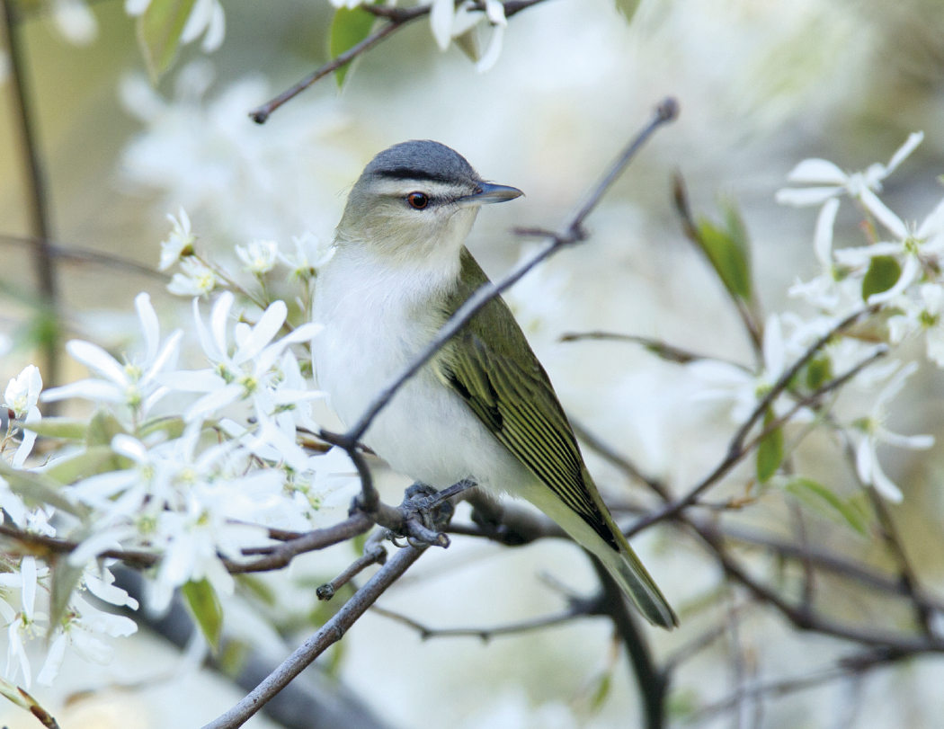 Triumph® Calendars Birds Calendar 4