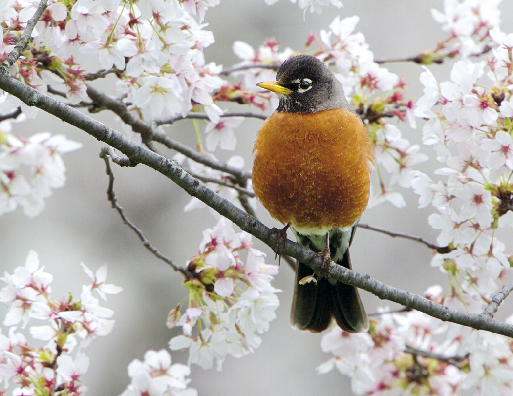 Triumph® Calendars Birds Calendar 20