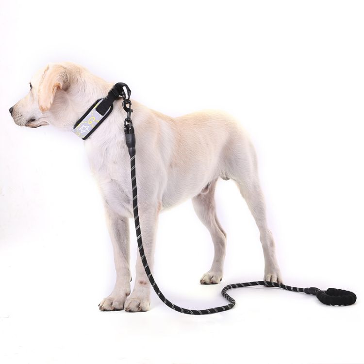 Dog Leash 3