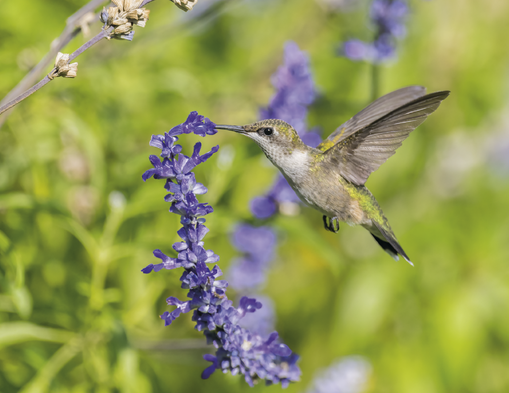 HotLine® Products Songbirds Appointment Calendar - Stapled 35