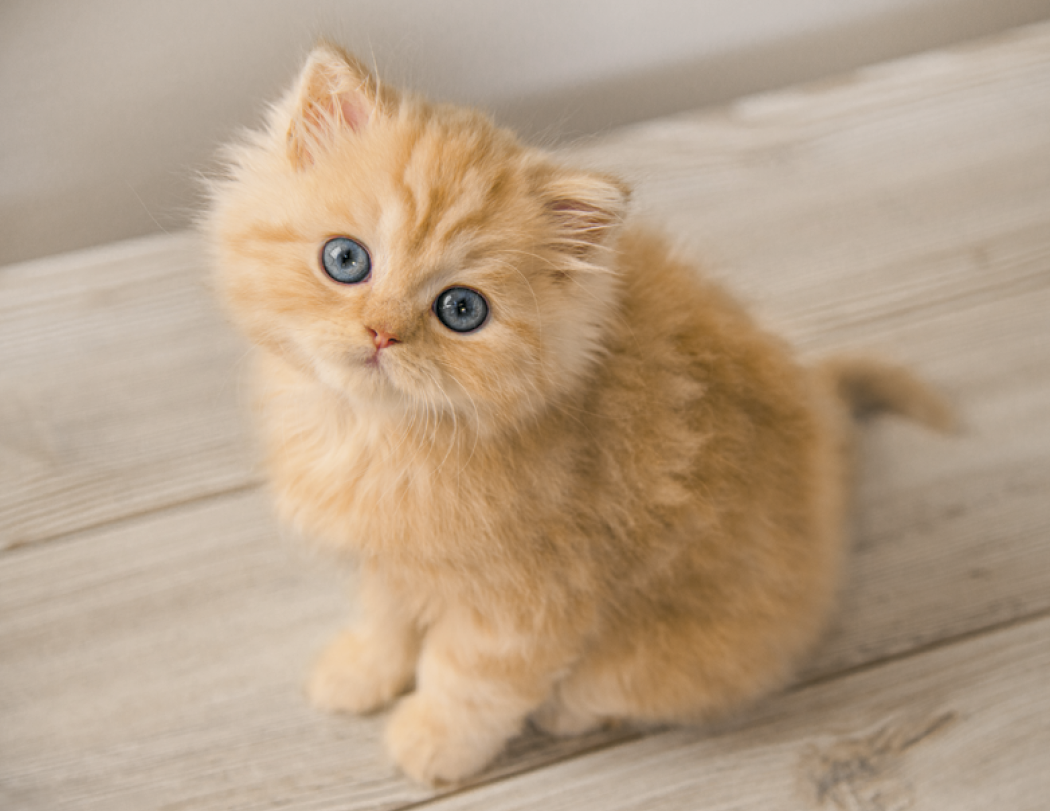Good Value™ Puppies & Kittens - Spiral Calendar 38