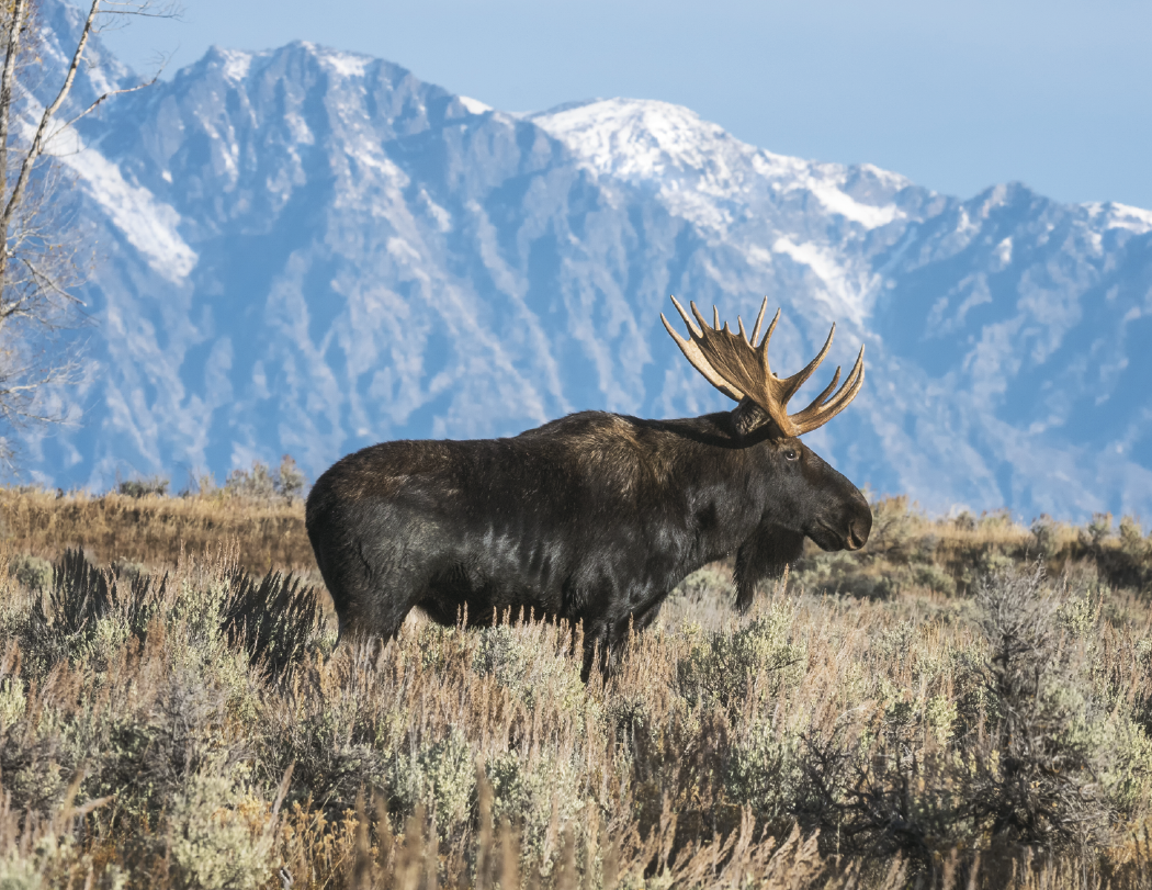 Triumph® Calendars North American Wildlife Calendar 69