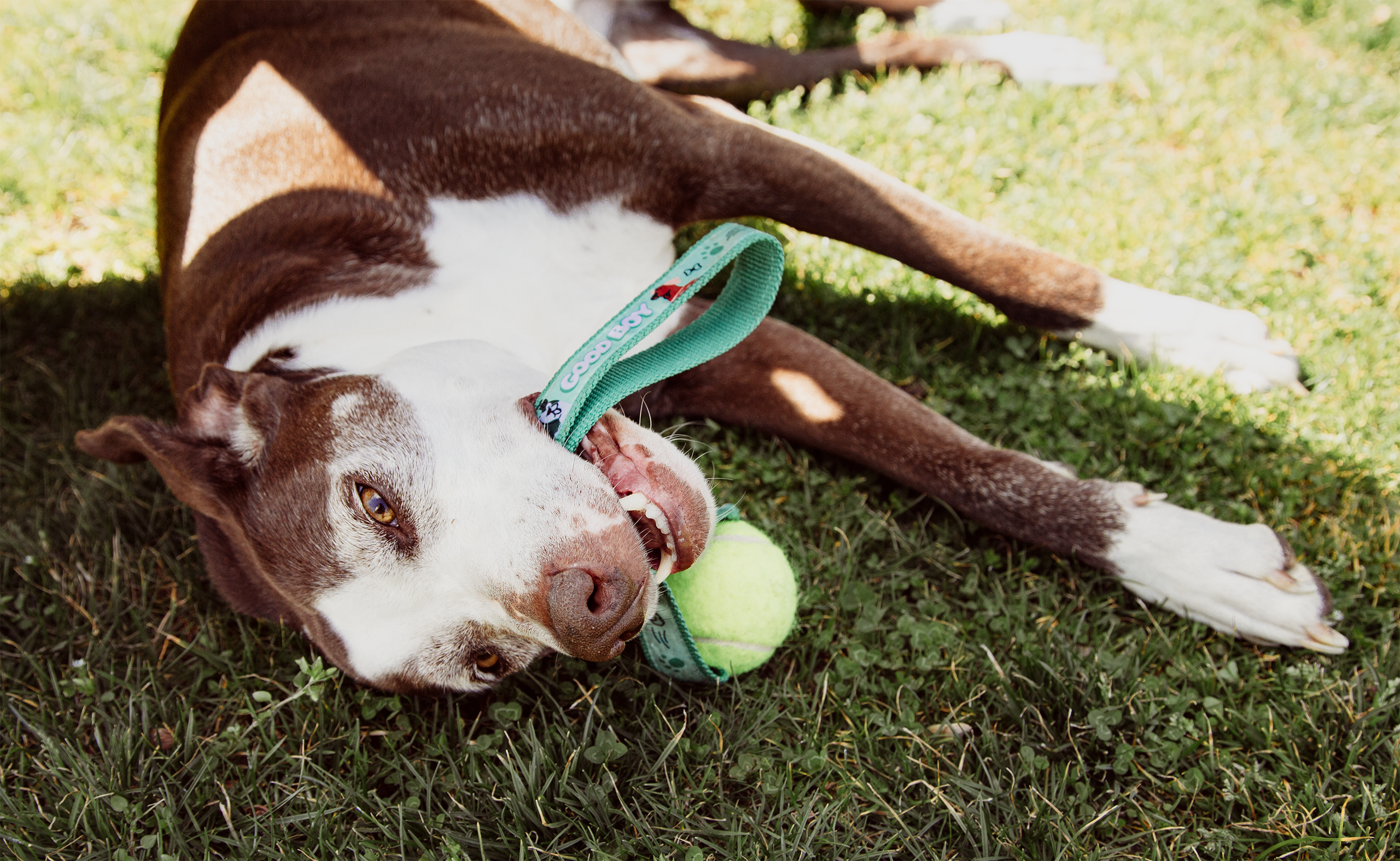Tennis Ball Sling Dog Toy