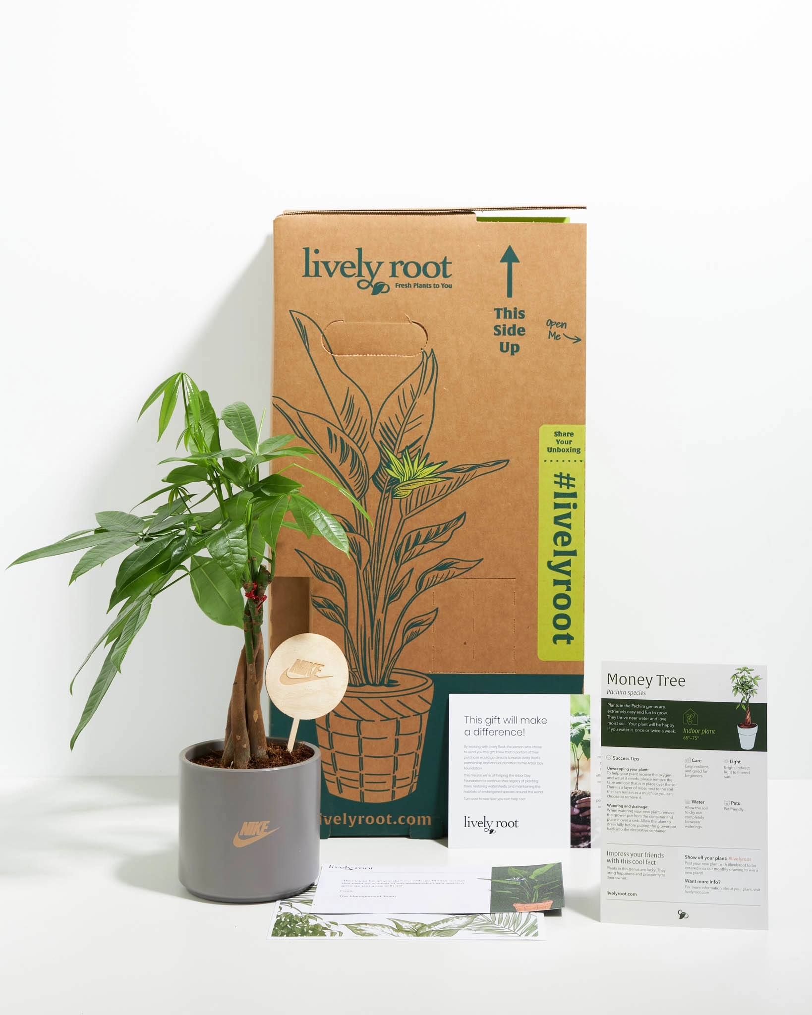 Money Tree Plant Kit