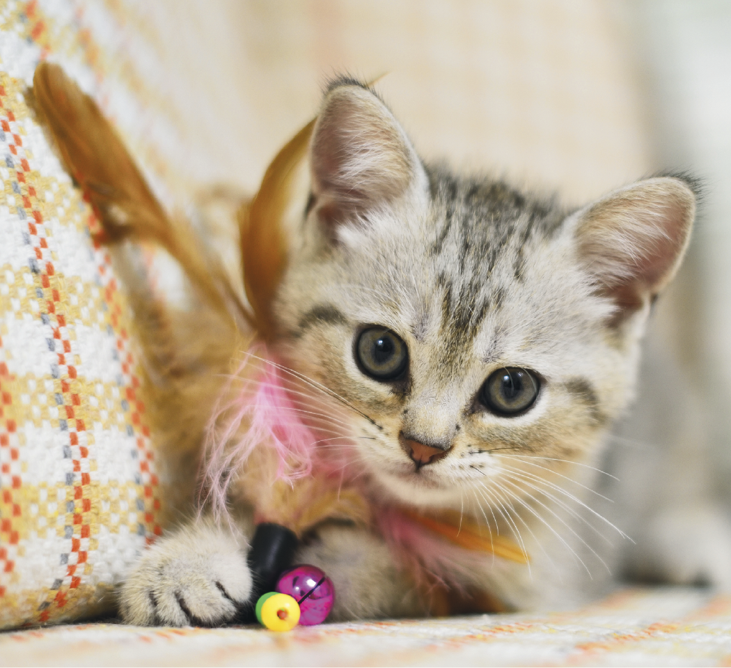 Good Value™ Puppies & Kittens - Mini Calendar 4