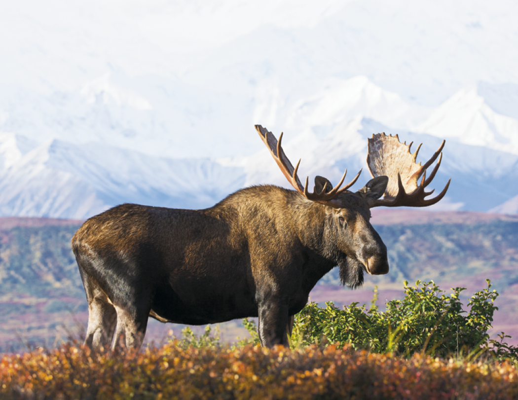 Triumph® Calendars North American Wildlife Calendar 10