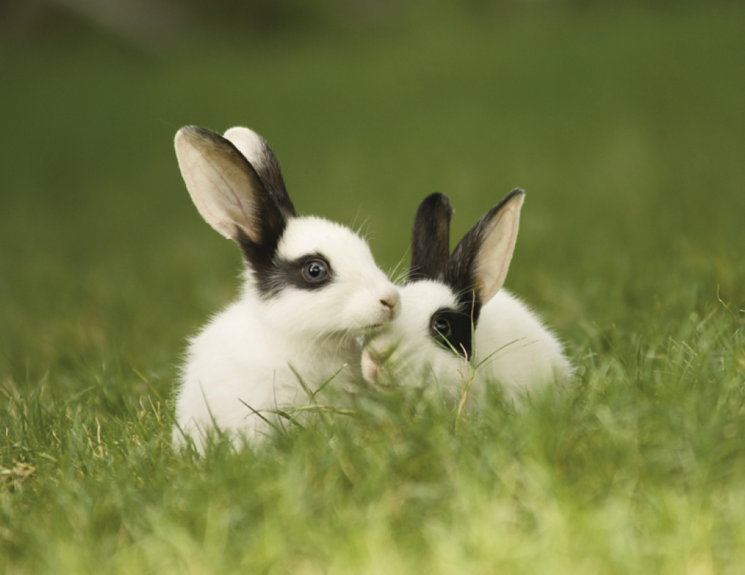 Good Value™ Baby Farm Animals - Stapled Calendar 2