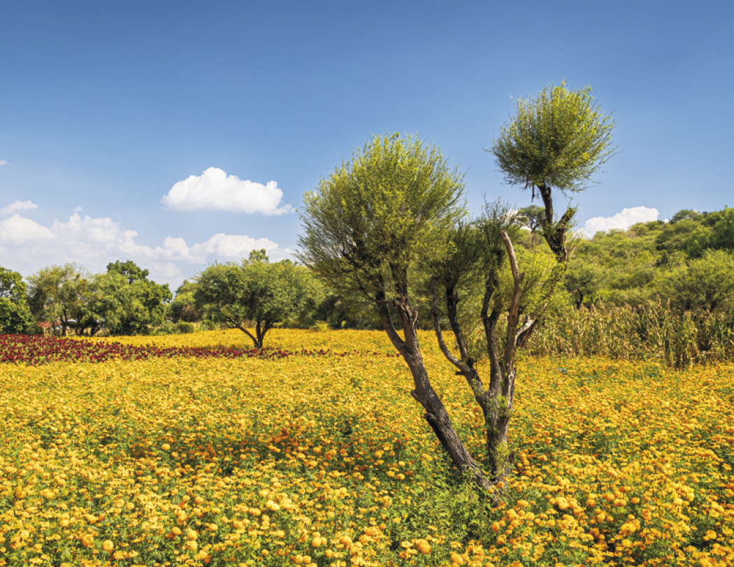 Good Value™ Mexico - Spiral Calendar 53