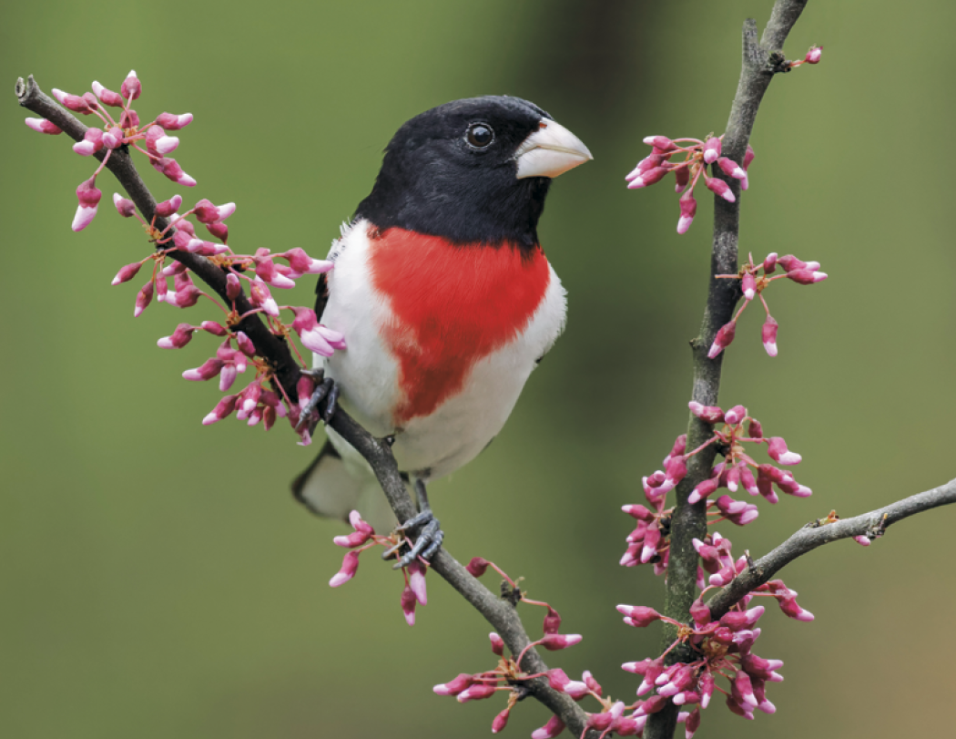 Good Value™ Birds of North America - Spiral Calendar 8