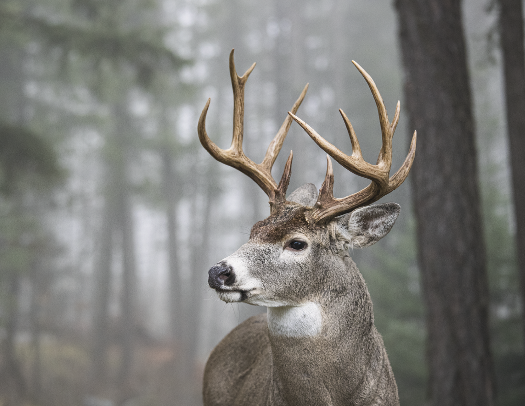 HotLine® Products Trophy Whitetail Deer Appointment Calendar - Stapled 38