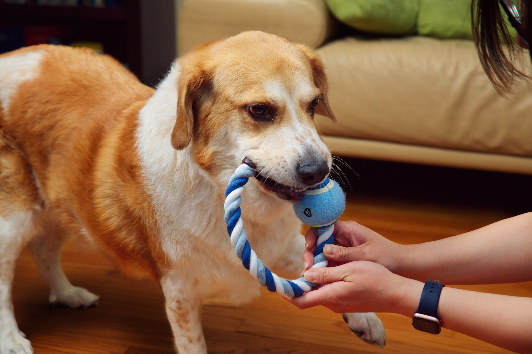 Circlet Rope Ring & Ball Pet Toy 2