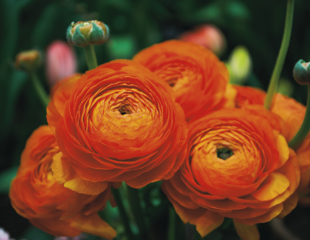 Good Value™ Flowers - Spiral Calendar 5