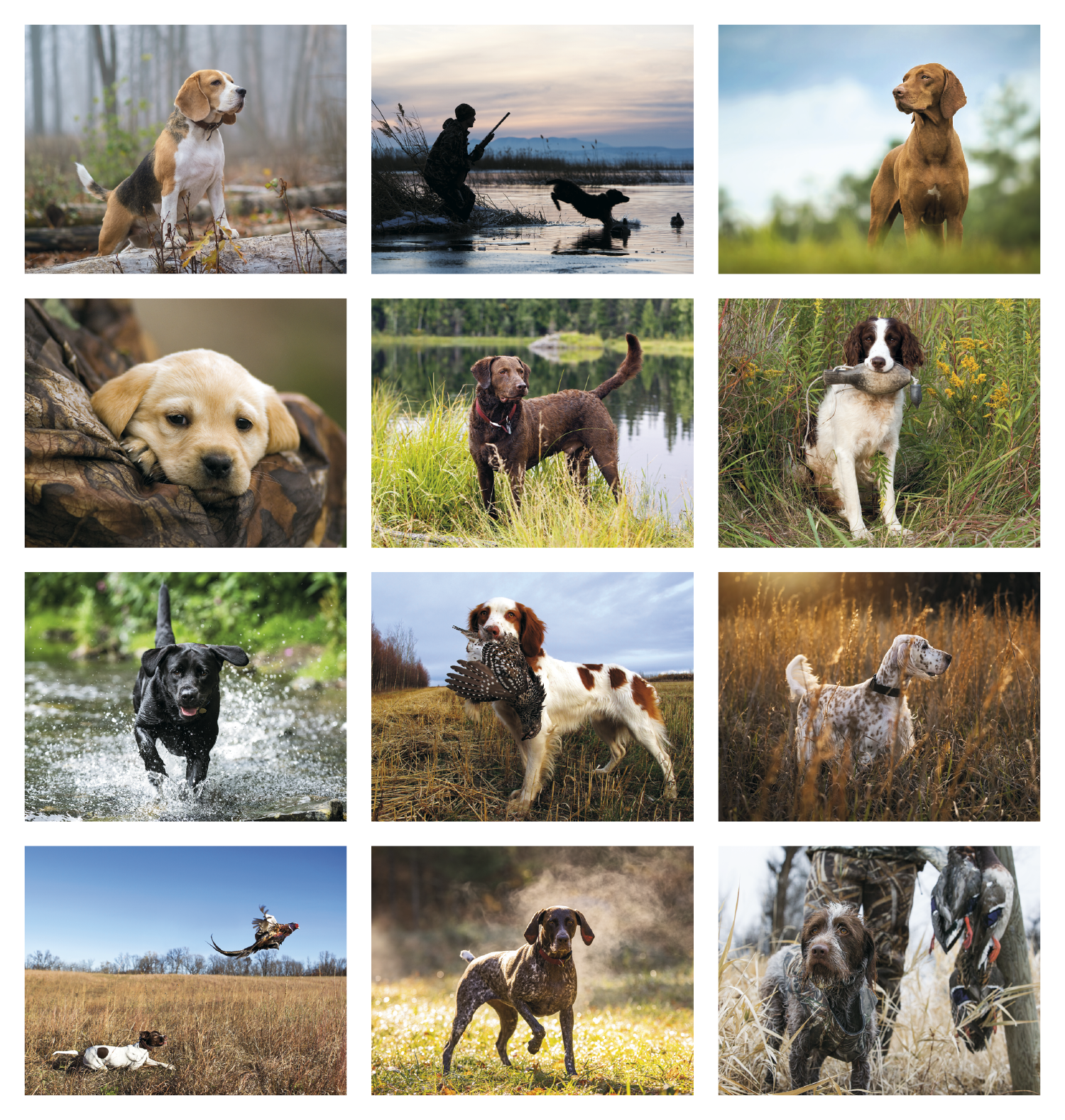 Good Value™ Sporting Dogs - Stapled Calendar 43