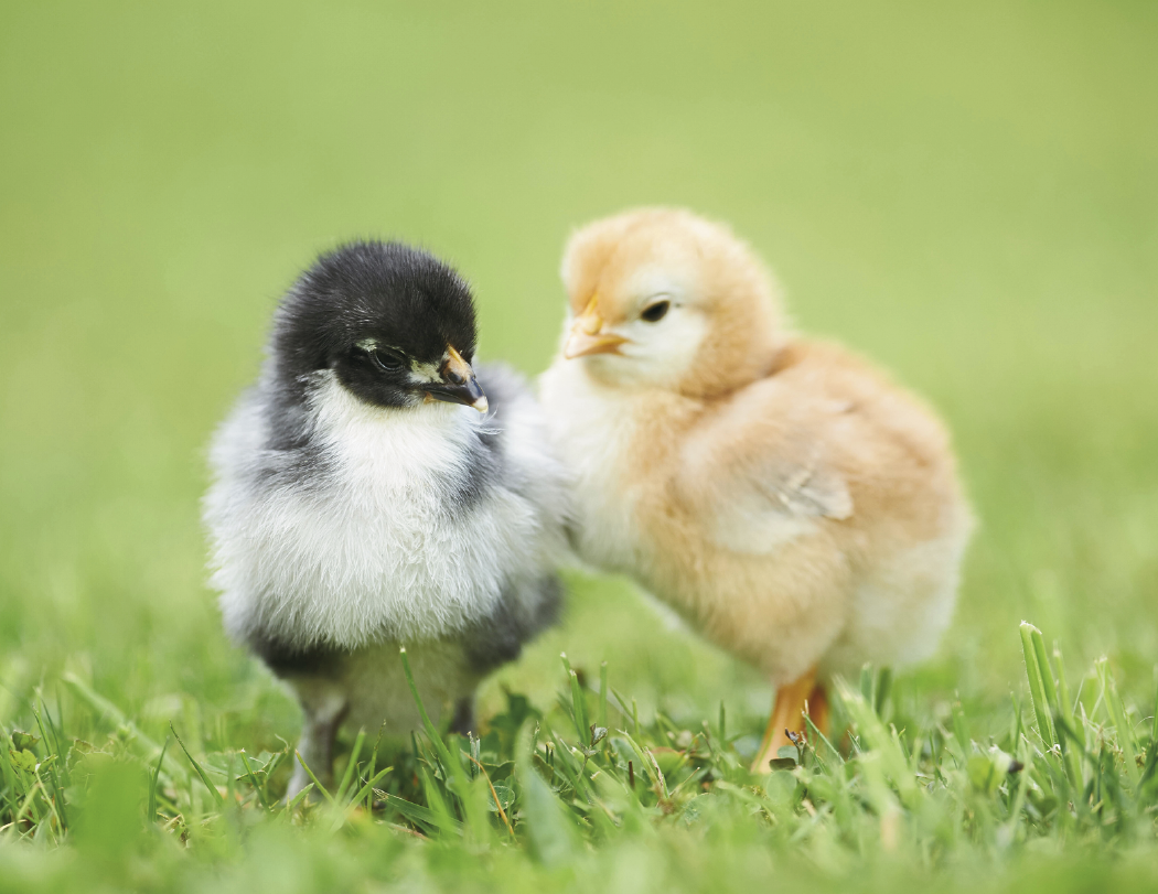 Good Value™ Baby Farm Animals - Stapled Calendar 24