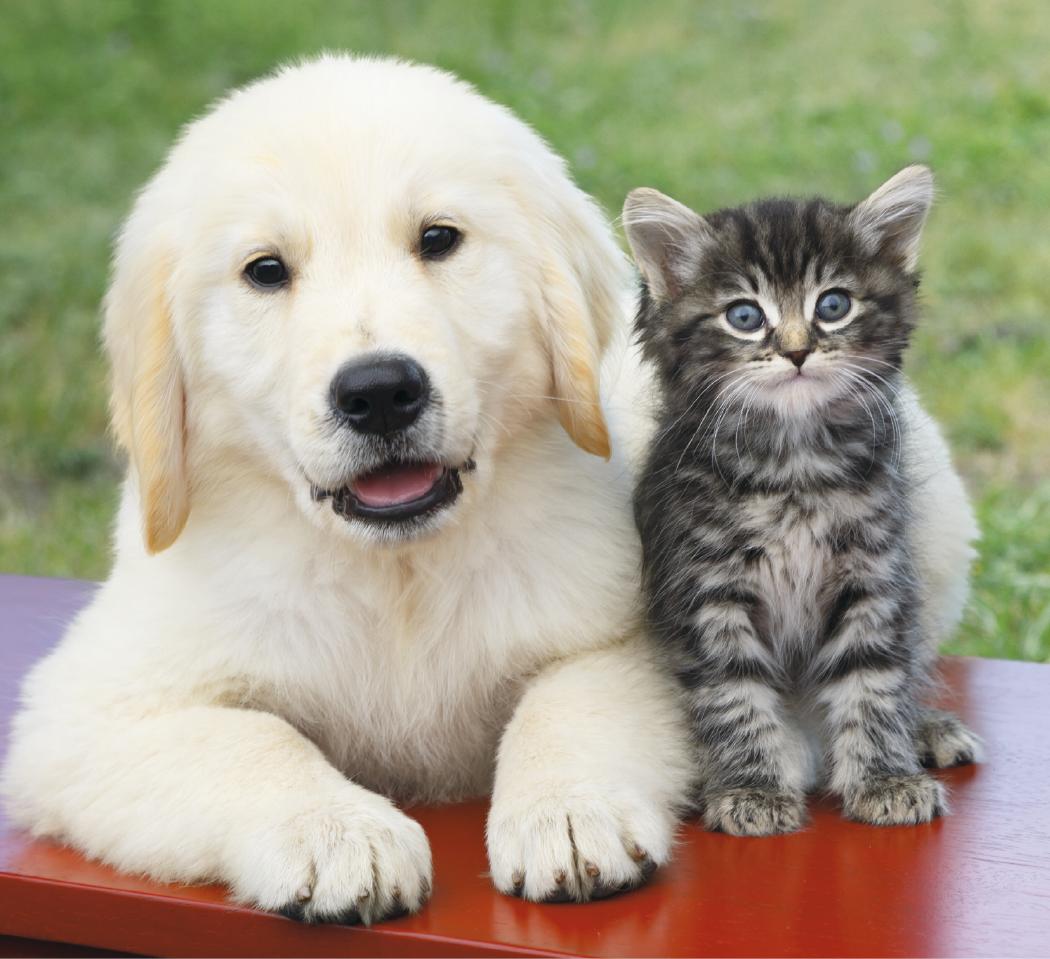 Good Value™ Puppies & Kittens - Mini Calendar 2