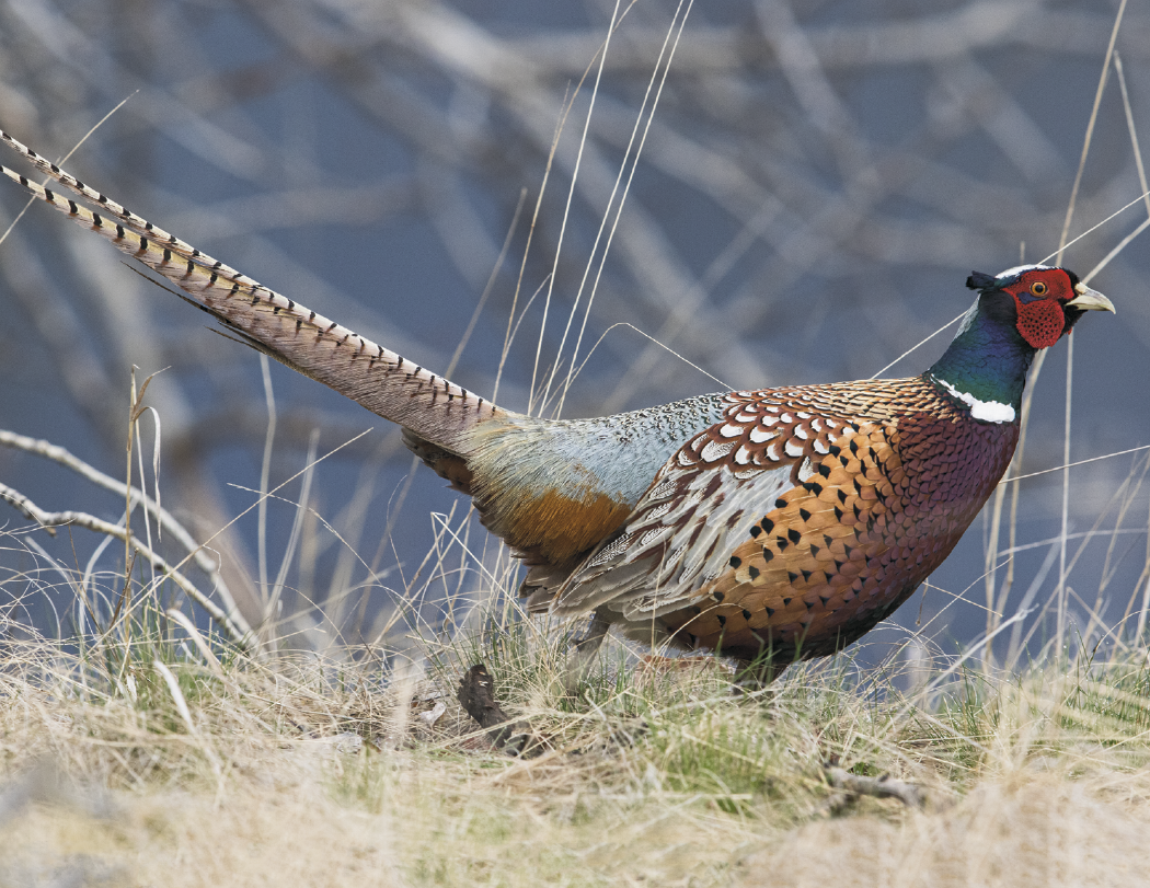 HotLine® Products Wildlife Appointment Calendar - Stapled 18