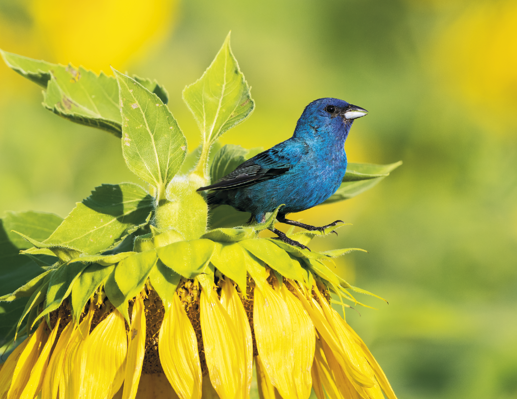 HotLine® Products Songbirds Appointment Calendar - Stapled 32