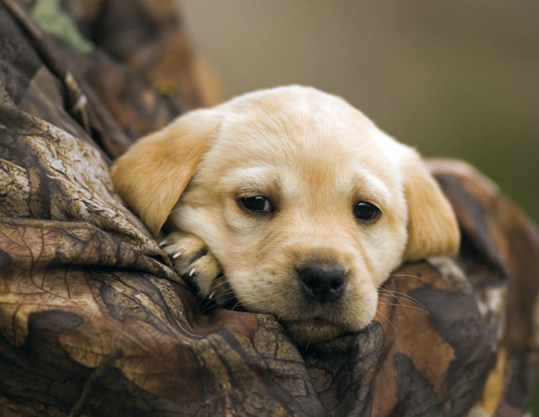 Good Value™ Sporting Dogs - Stapled Calendar 7