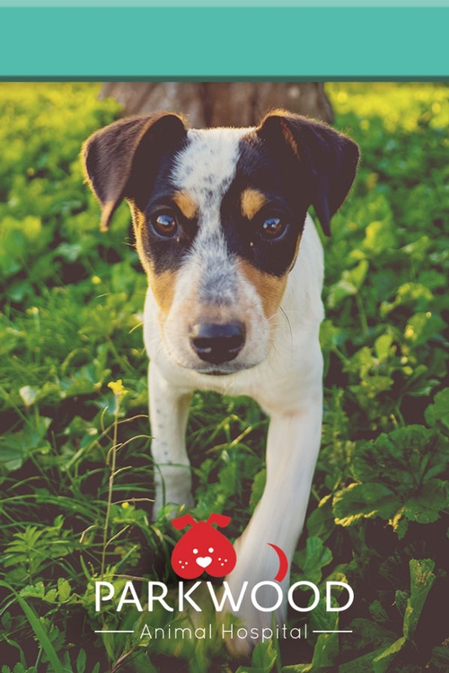 TucNotes™ - Medium, Full-Color