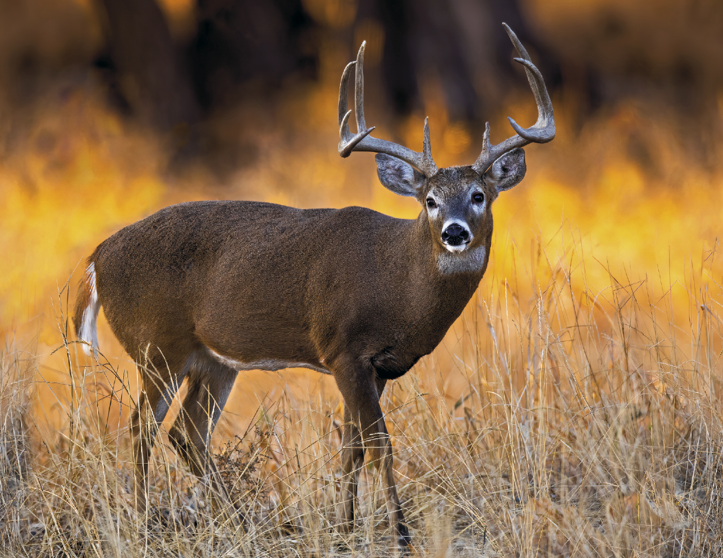 HotLine® Products Trophy Whitetail Deer Appointment Calendar - Stapled 6