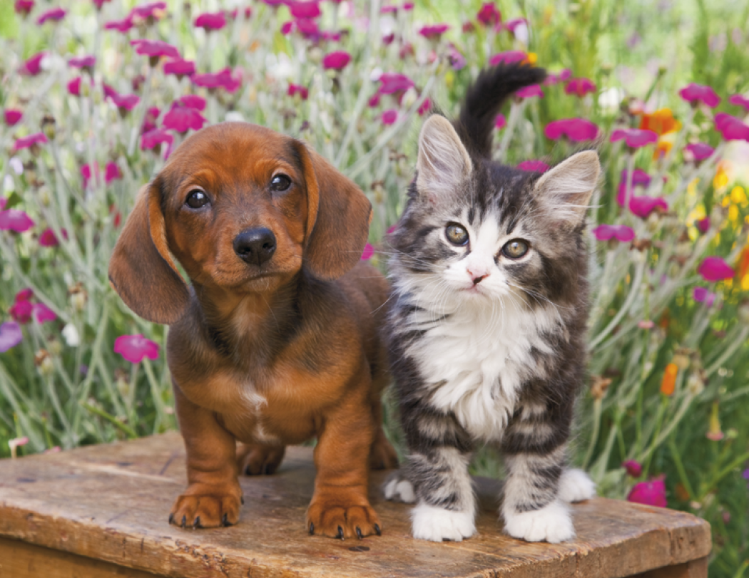 HotLine® Products Four Paws Appointment Calendar - Stapled 1