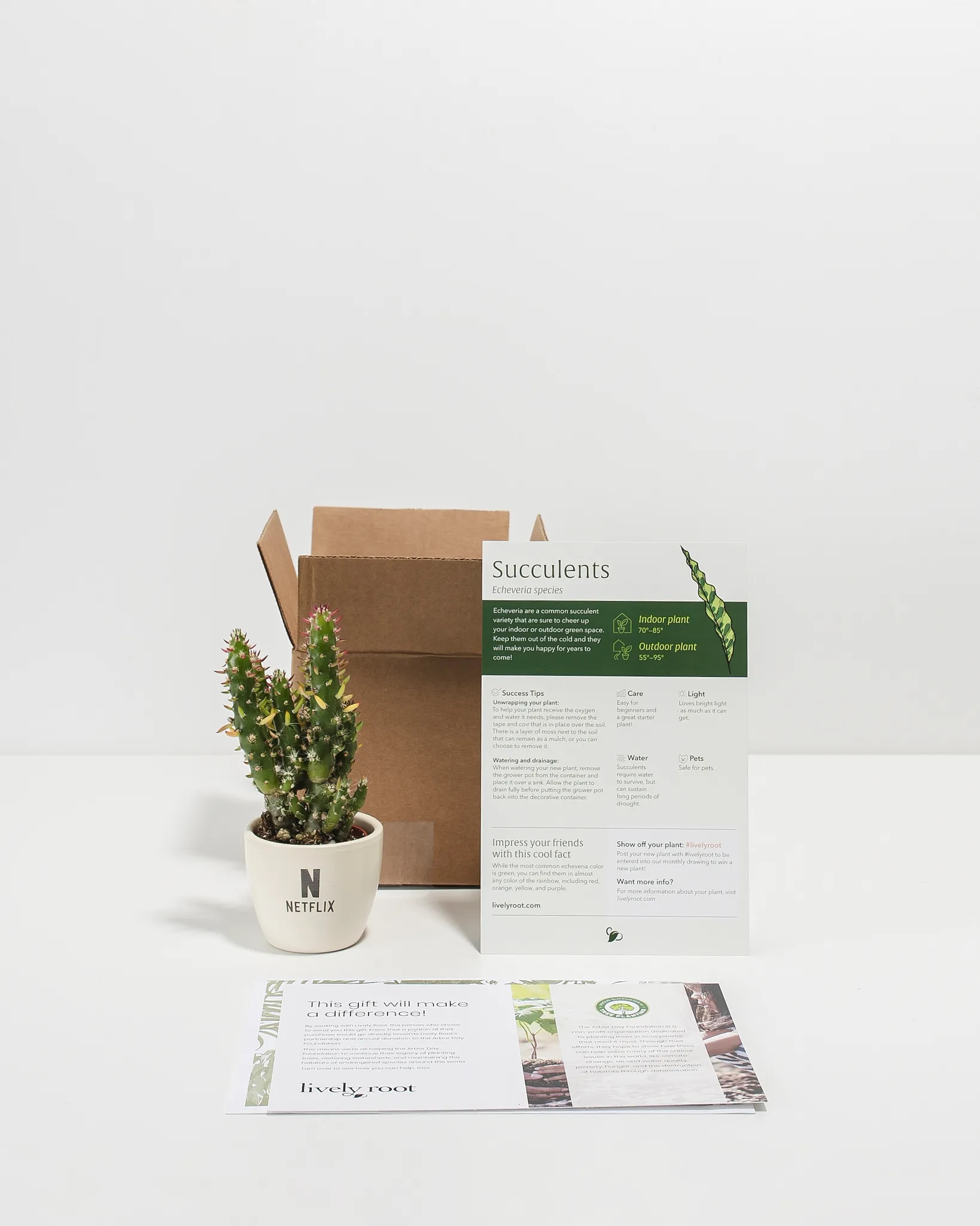 Petite Assorted Cactus Plant Kit